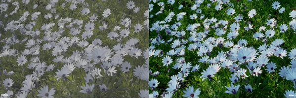 iPhone Looks Video LUTs by Dopamine Frame